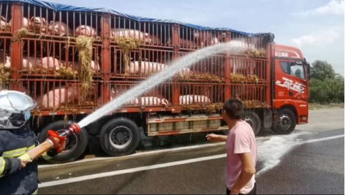 事發滁州 高溫天氣 二師兄 也頂不住了,102只 二師兄 高速上熱到中暑